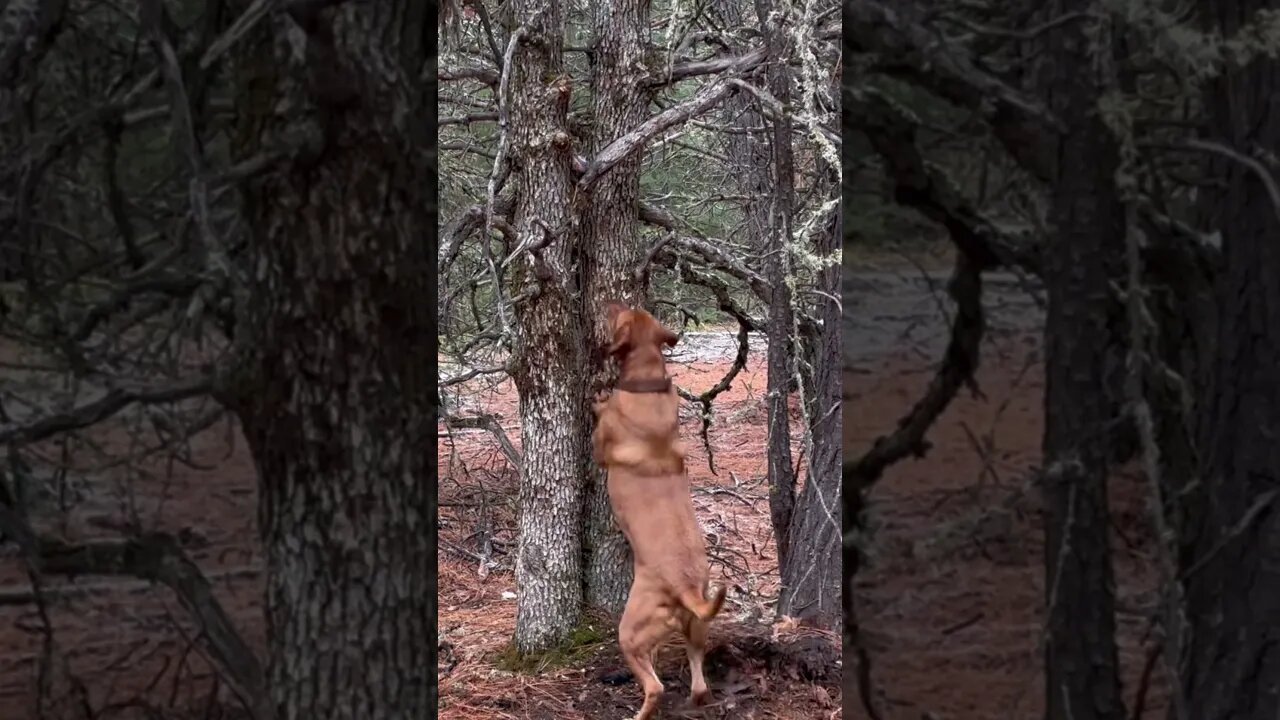 I can’t get my Fox red lab to stop playing ball when camping! Ball OCD! #foxredlab #labrador