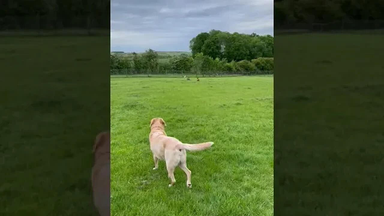 molly & friends #animals #dogs #funny #pets #cavapoochon #cockapoo #labrador