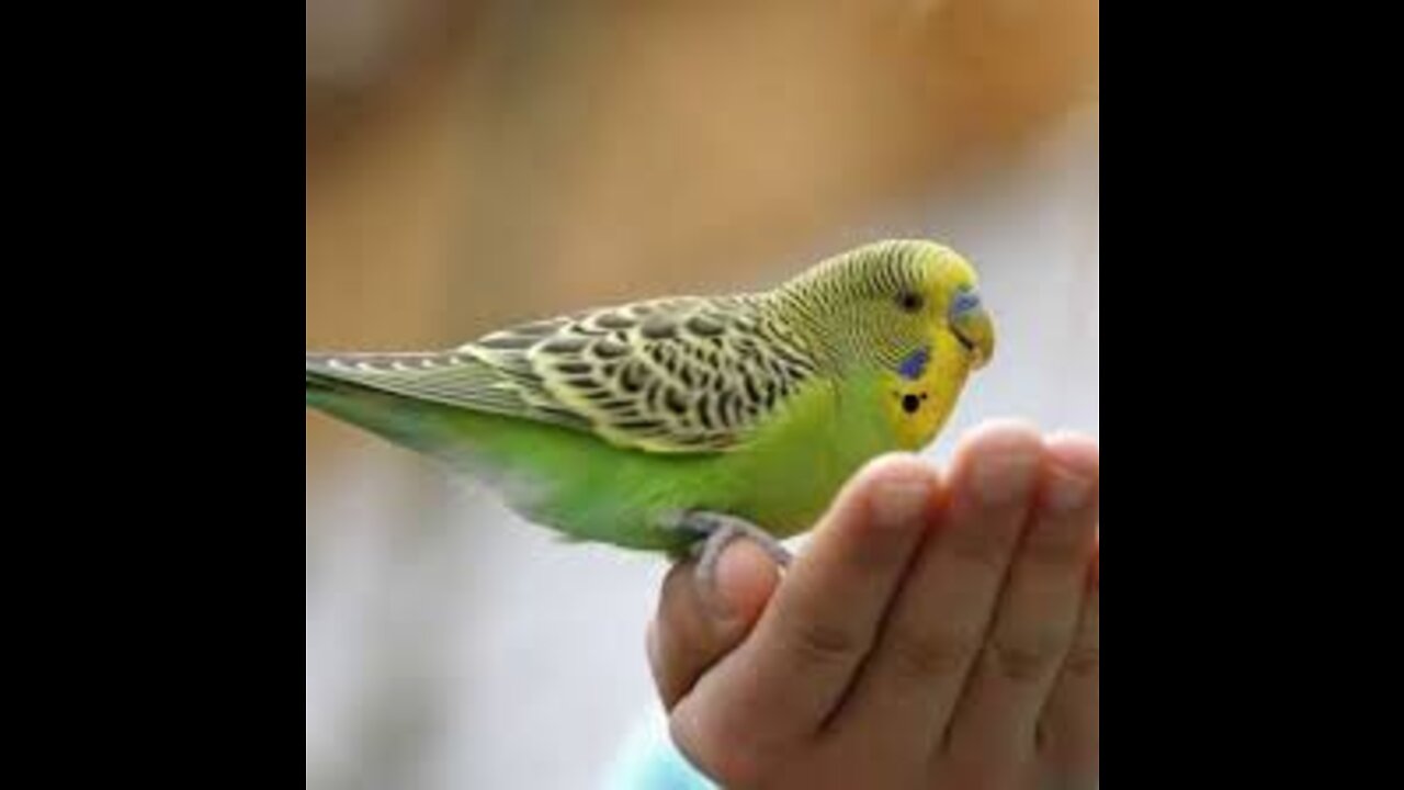 How to a Budgies colony makes better benefit than cages part 1