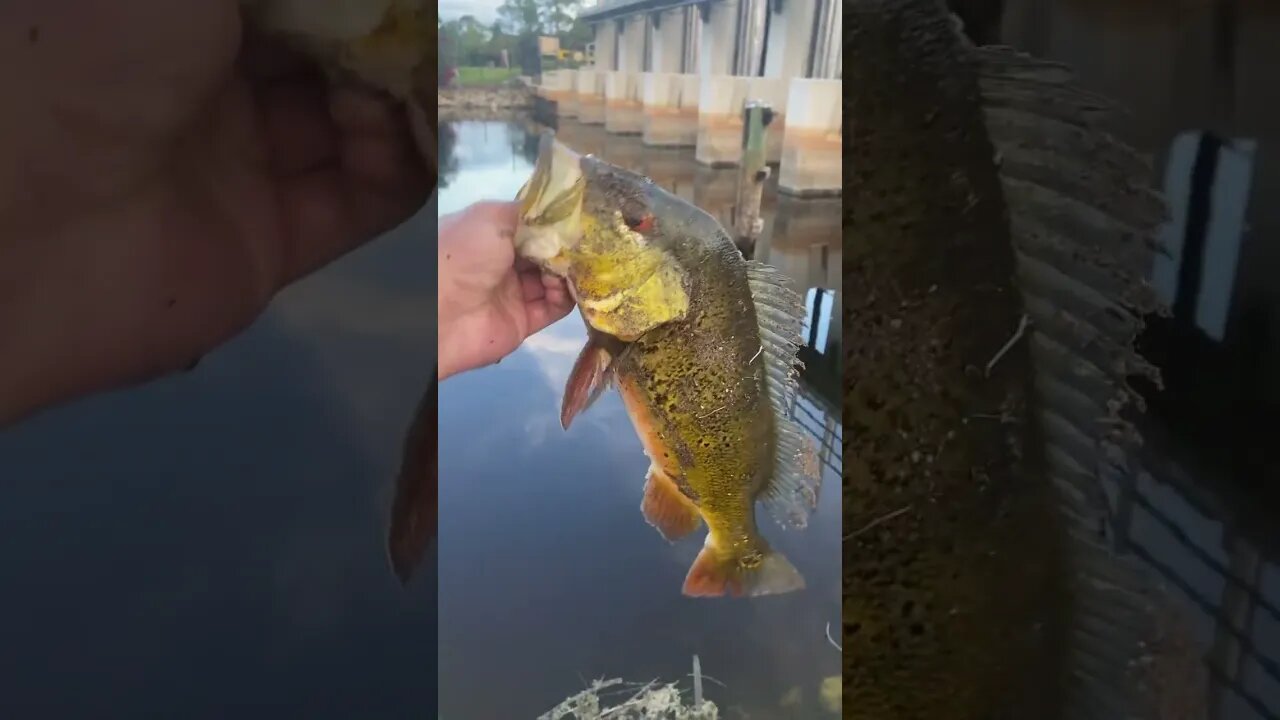 Peacock Bass! 👑