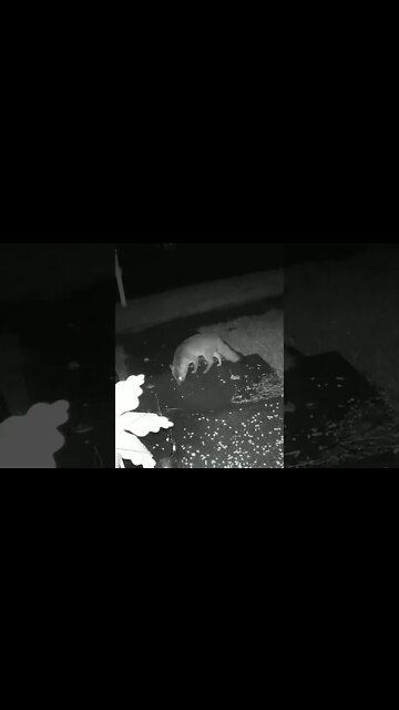 The Fox Is Out In The Rain #Shorts 🌧