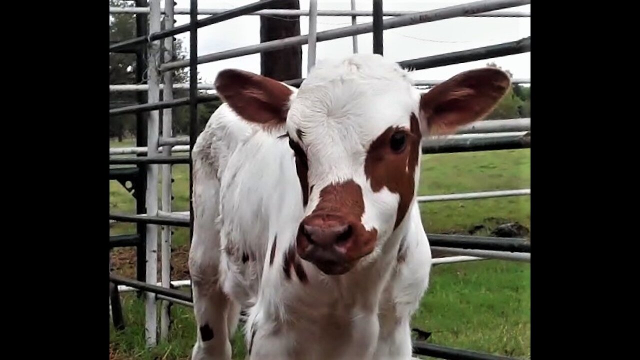 Fancy Texas Longhorn Baby Calf