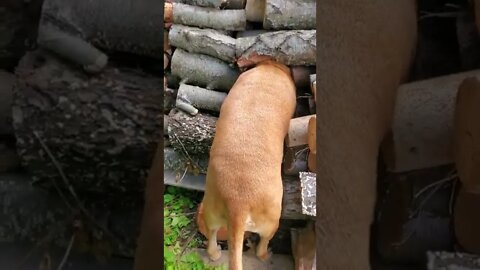 dog buried his head into woodpile