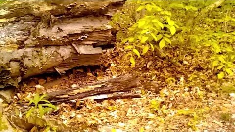 Sundayscape Clips : Hogback Ridge Park Pt 4