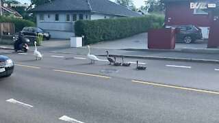 Cisnes relaxam no meio da estrada e criam fila enorme!