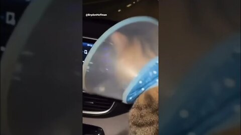 Funny Cat Meme 😂 pt.5 #shorts