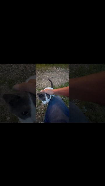 I love my furry cats especially first thing in the morning #cat #catlover #catshorts June 29, 2023