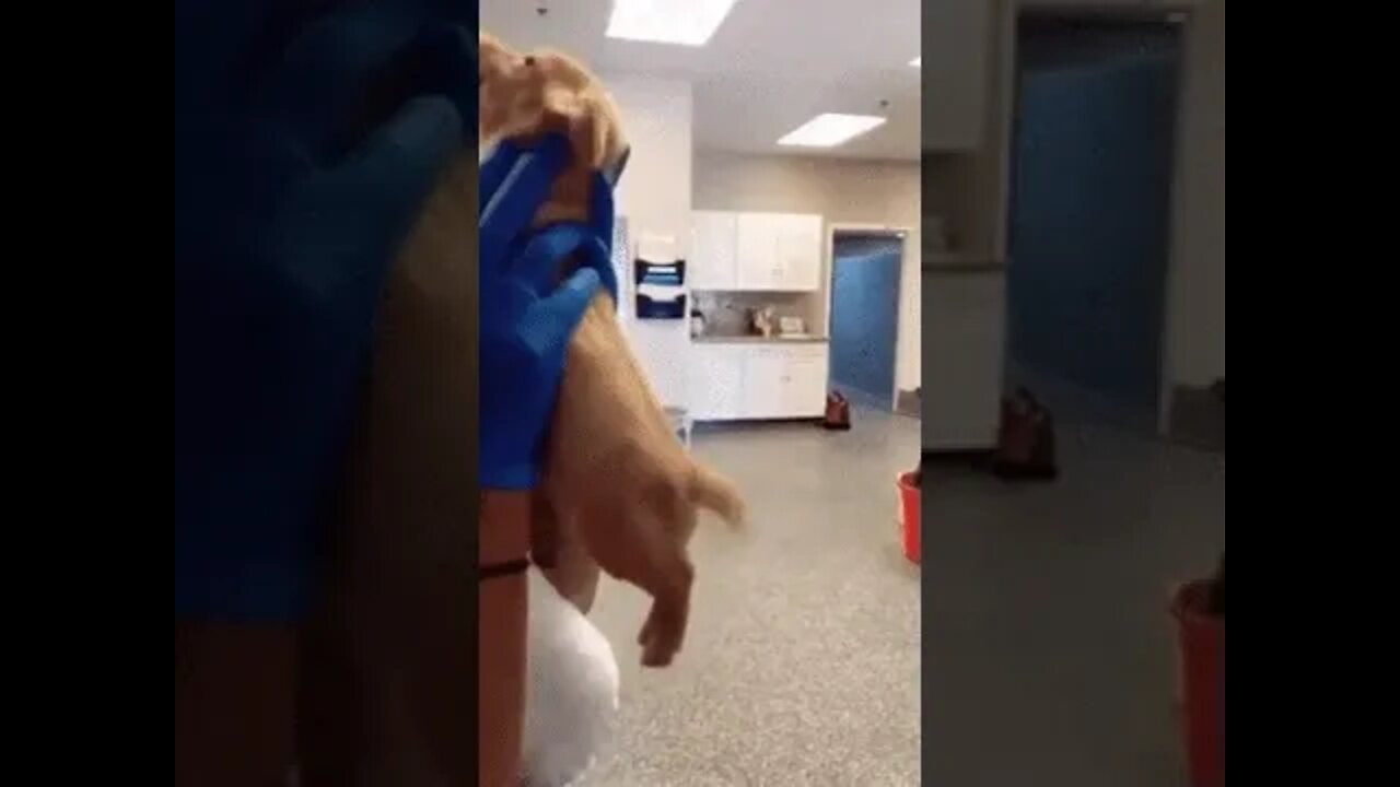 What a happy little pooch