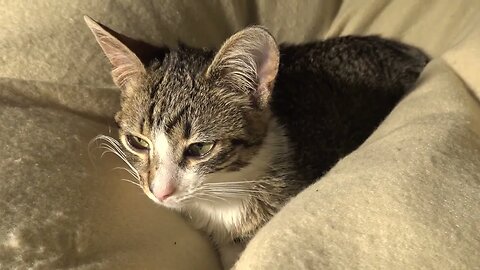 Cute Little Cat Stretches His Paw