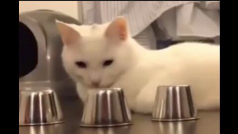 Funny Cat Video - Smartest Cat in The World