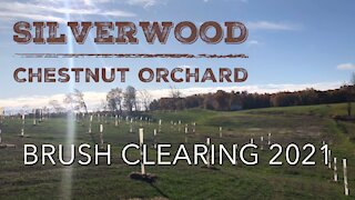 Brush Clearing 2021