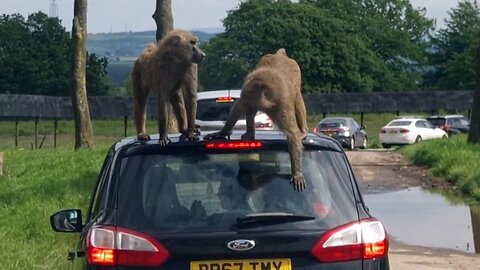 Monkey business: Baboons behaving badly