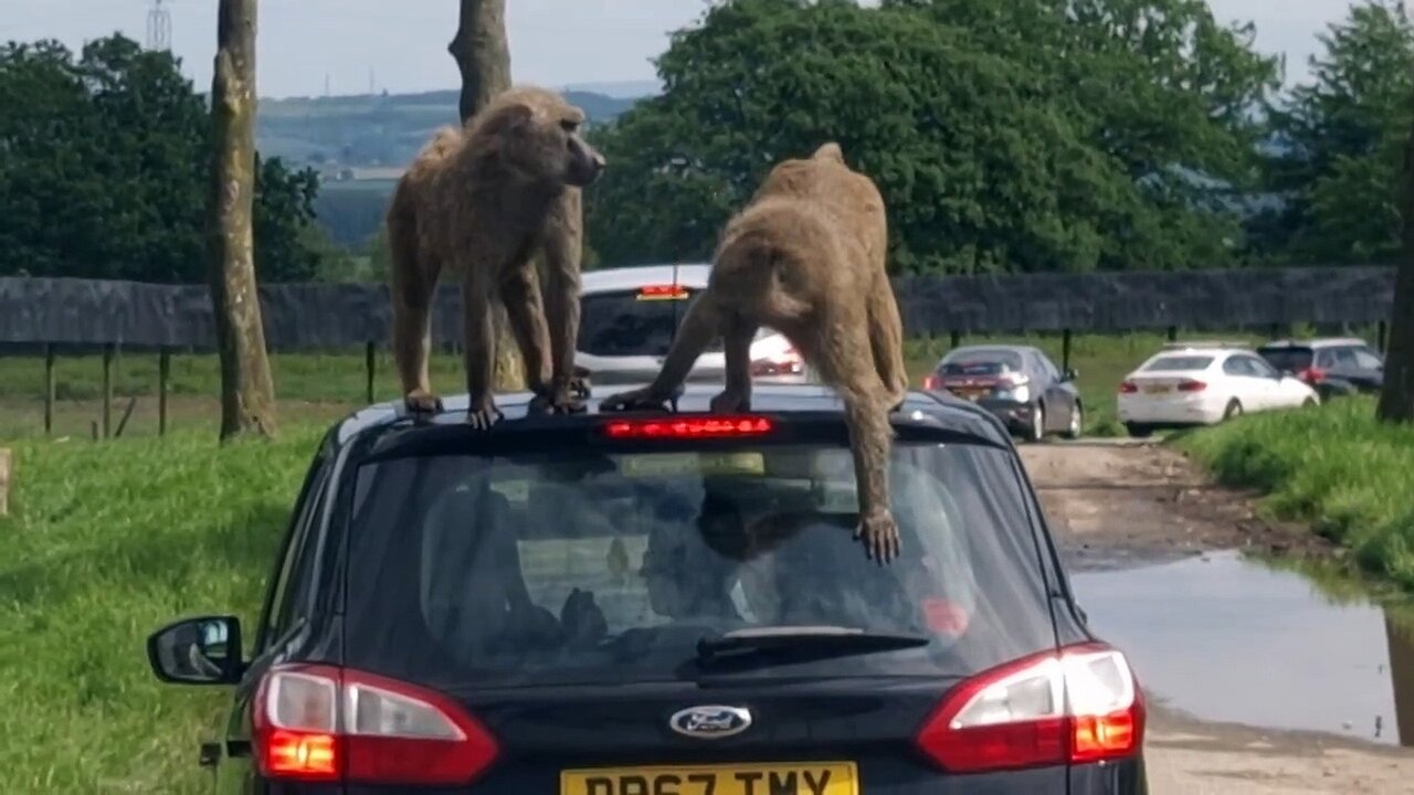 Monkey business: Baboons behaving badly