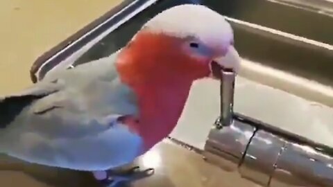 Clever parrot knows how to use a water tap