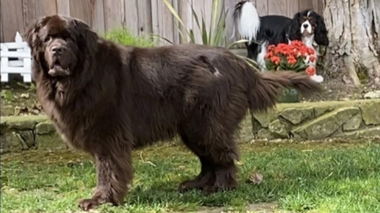 Newfoundland Dogs Do Things On Their Own Time