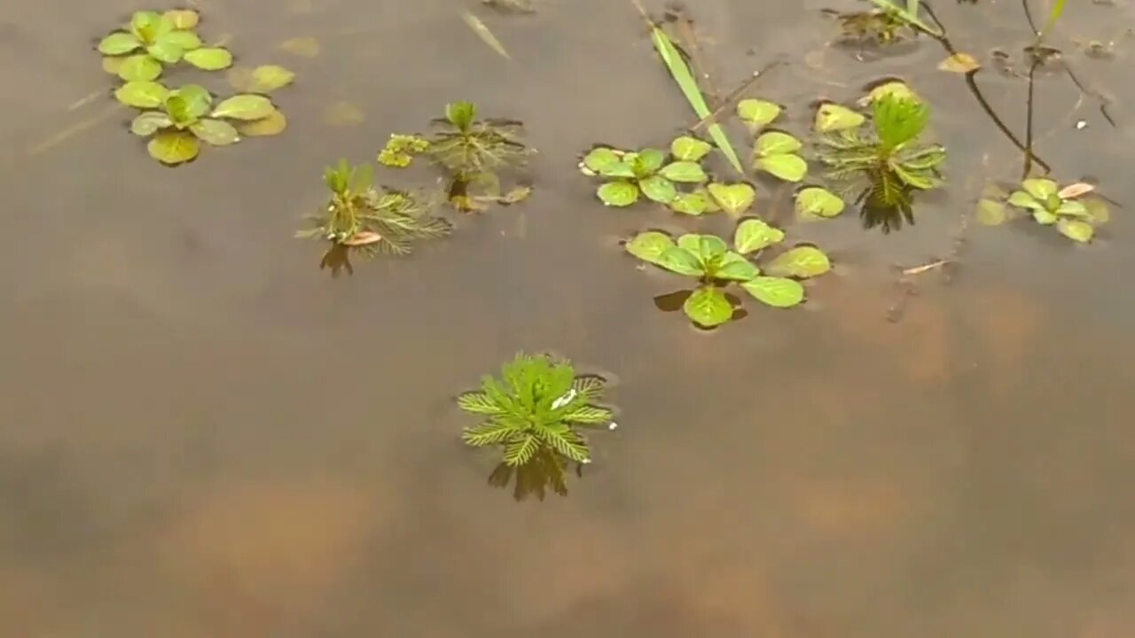 Cañada de los Alemanes. Tacuarembó, Uruguay (28/01/2023)