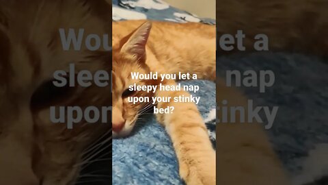 Would you let a sleepy head nap upon your stinky bed?