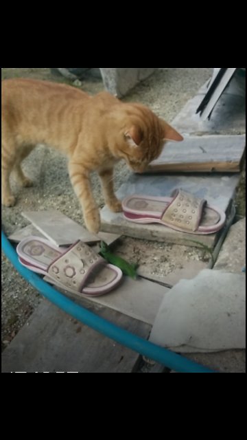 Cat plays with Lizard