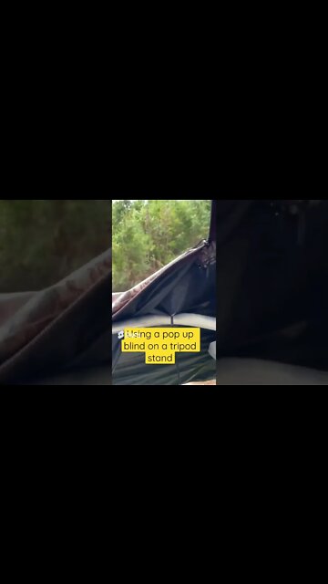 Using A Popup Blind On A Tripod Stand