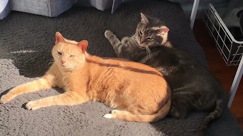 Cats enjoy lying on dog bed in the sun