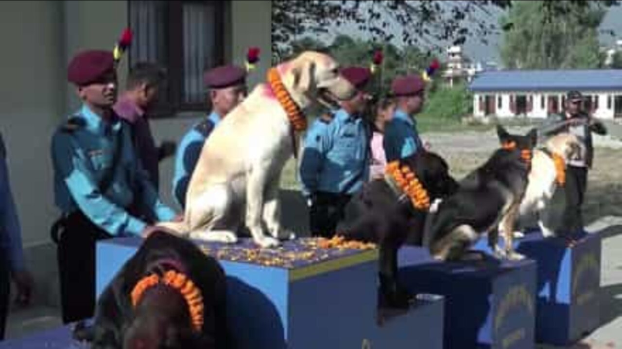 Polícia no Nepal venera cães de serviço