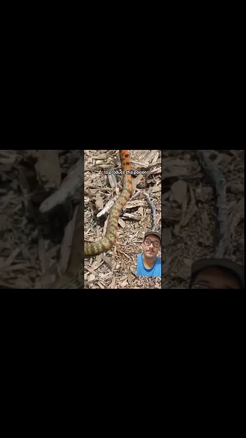 Poisonous animals sometimes need help