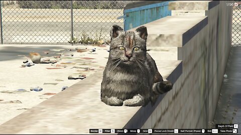 Famous stray cats from GTA 5! They look like real-world cats!