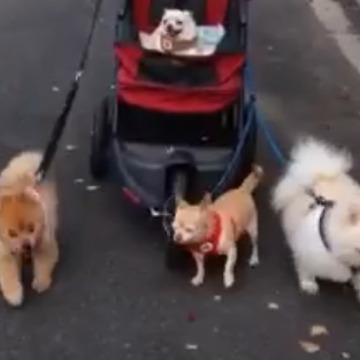 Dogs Pull A Doggy Carriage By Themselves