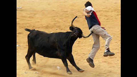 Most awesome bull fighting funny video