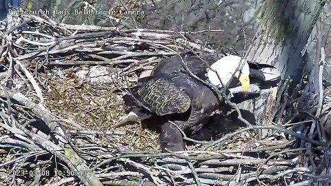 Hays Eagles Mom Brings a Stick Rolls it over Dad 3823 1050