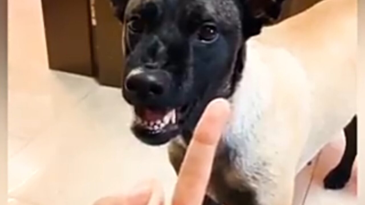 Putting Middle Finger On Your Dog