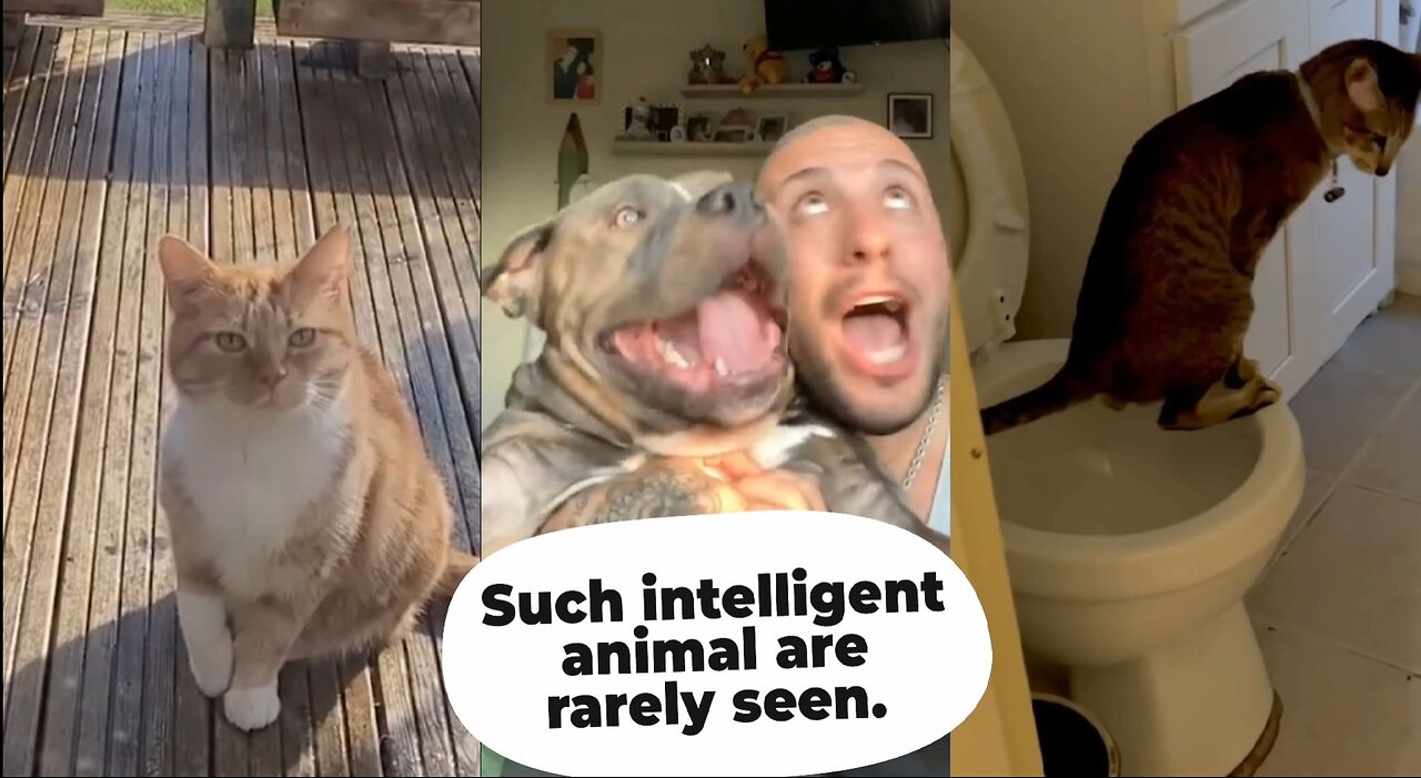 Such intelligent animal are rarely seen