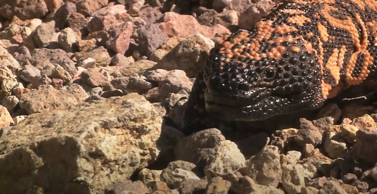 Gila Monster