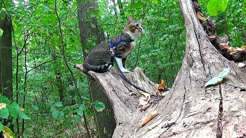 Cat Reaction to a Flying Bird