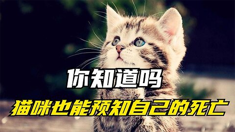 When your cat behaves like this, it’s saying goodbye to you. Can you understand?