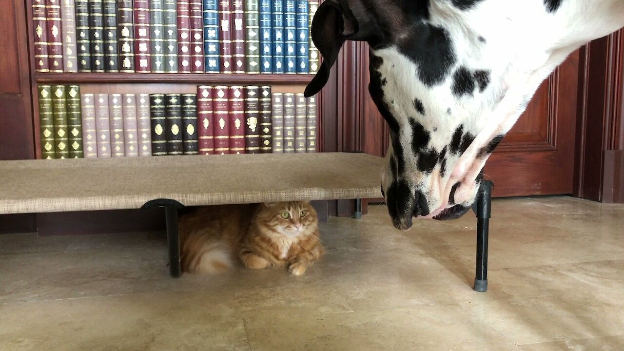 Funny Cat Plays Hide And Seek With Great Danes