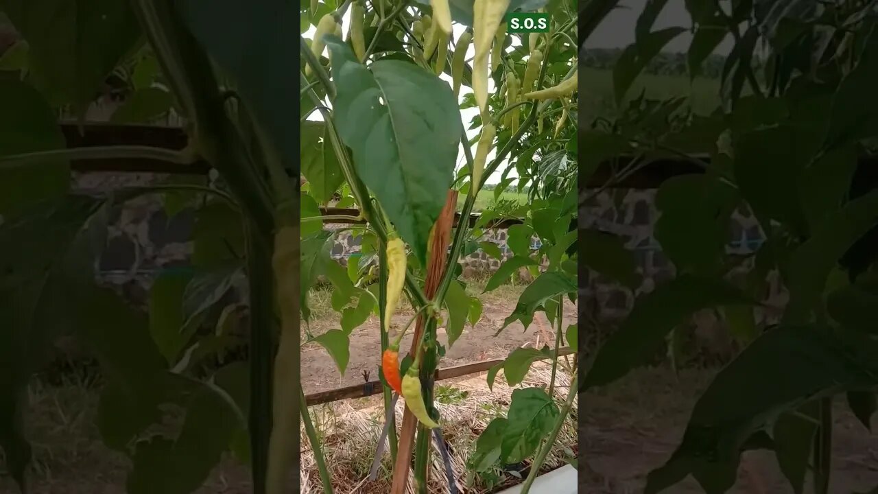 nunggu buka puasa