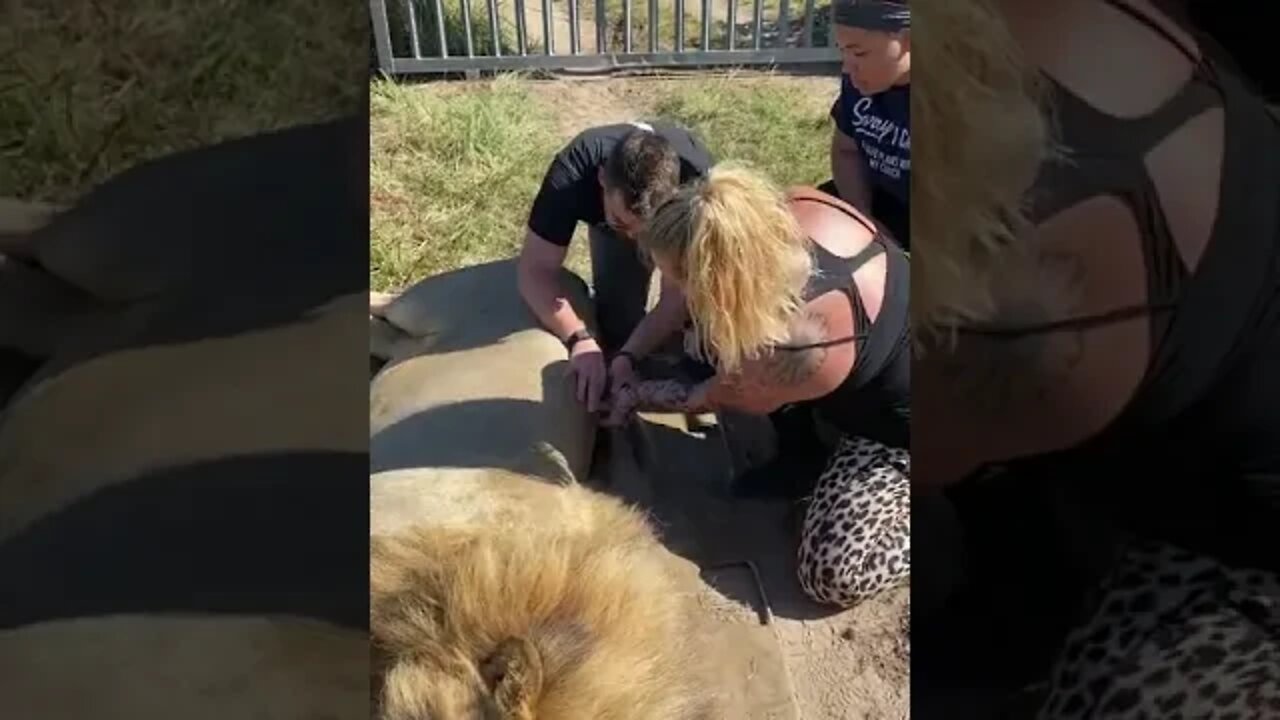 Doc adjustment a South African Lion (Part TWO)