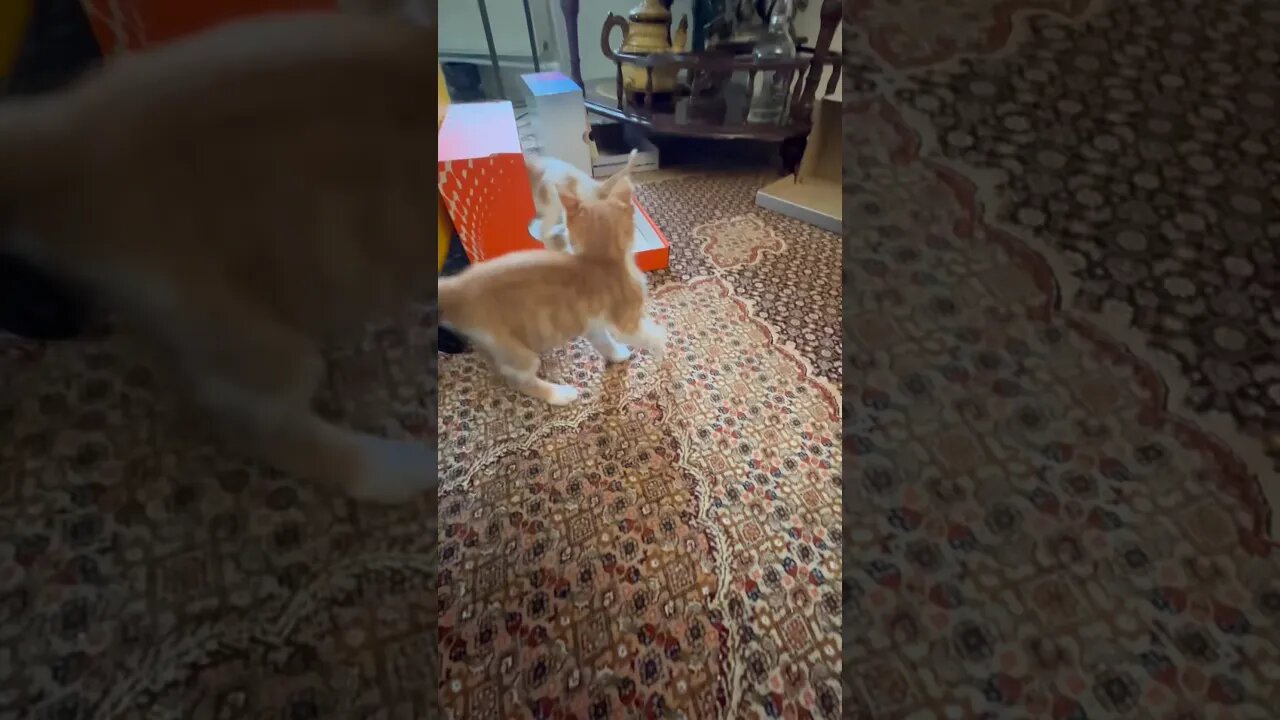 Lovely Funny kittens