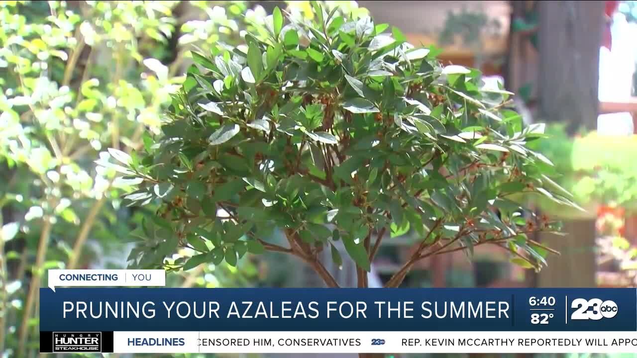 Growing Your Garden: Pruning Your Azaleas for the Summer