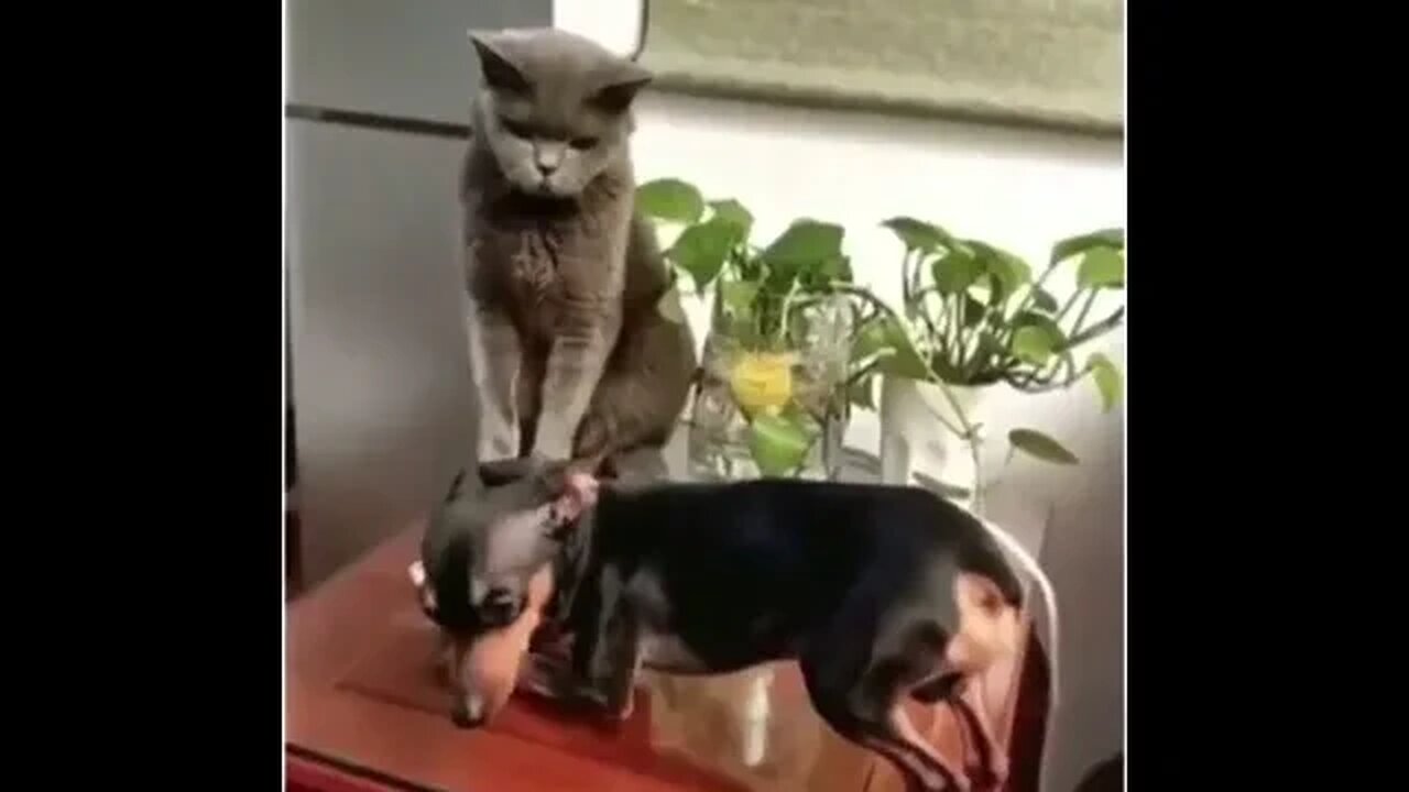 PLAYING CAT VIDEO MEAWWW