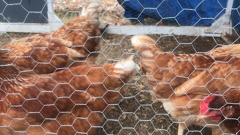 Chicken Olympics