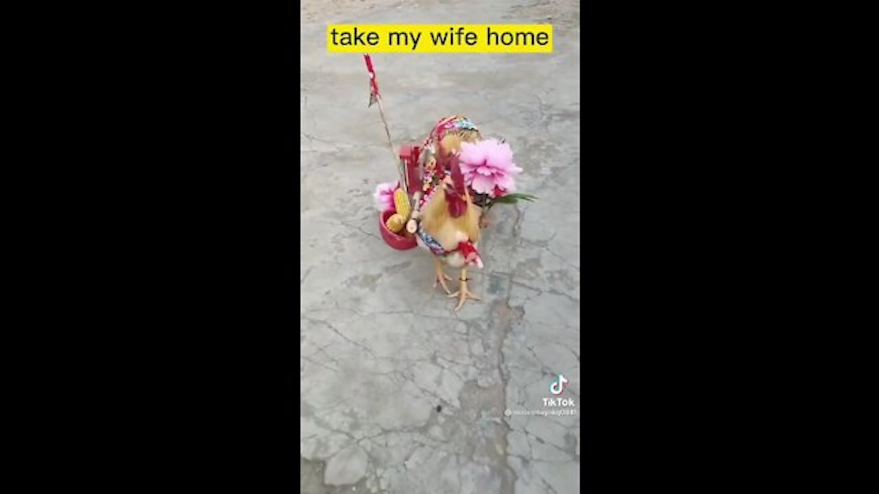 The funny chicken