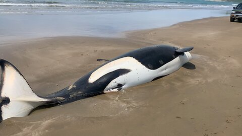 orca mother dies