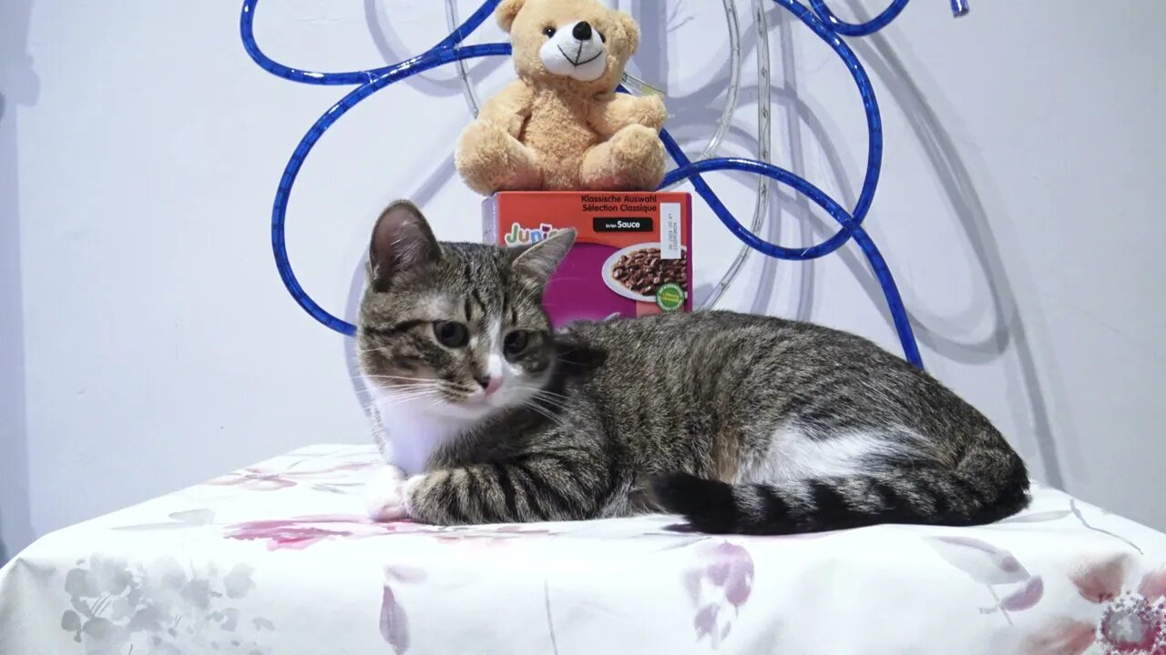 Kitten Rudolph Sits on the Table