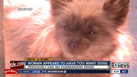 Alleged Pomeranian puppy mill operator continues to violate county code