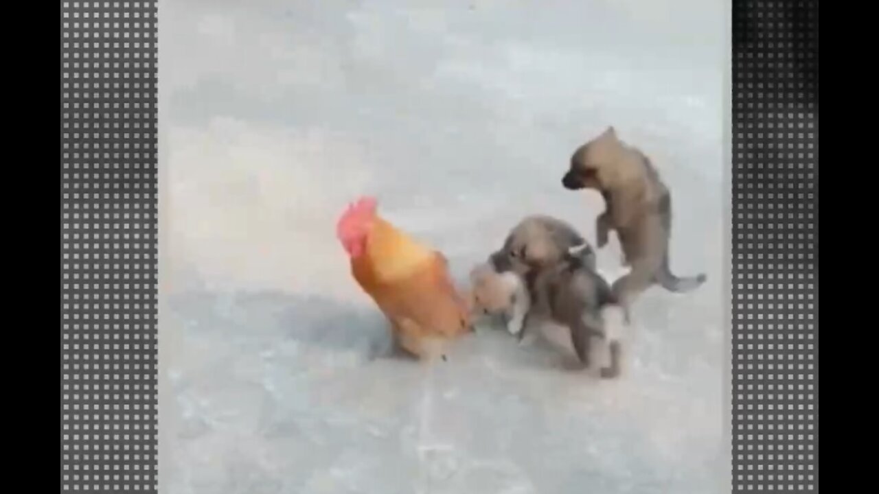 Puppy playing with cock