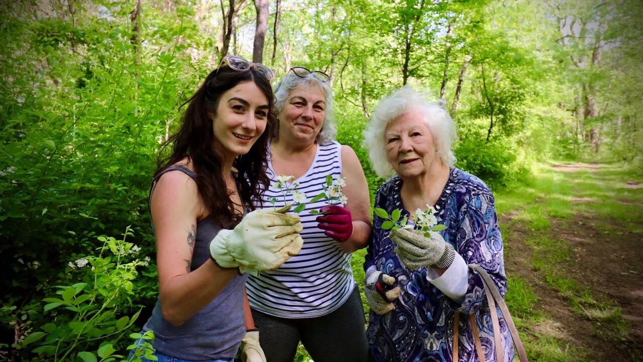 Foraging and preserving the Wild Rose!!
