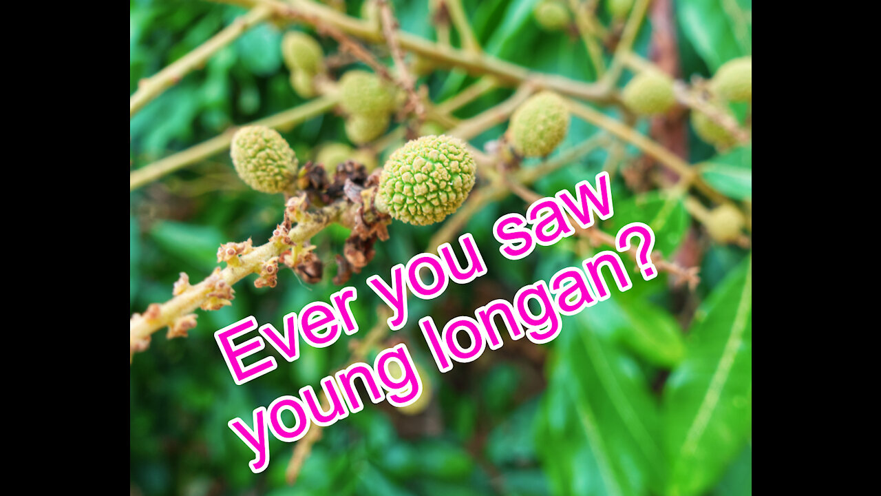 Young fruit of Longan