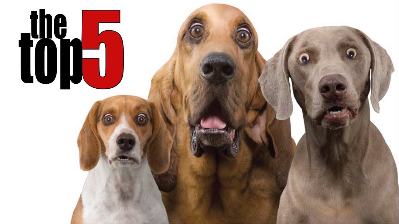 TOP 5 Funny Dog Jokes Told By Comedians ft. Bill Burr, Louis CK, George Carlin & Jerry Seinfeld